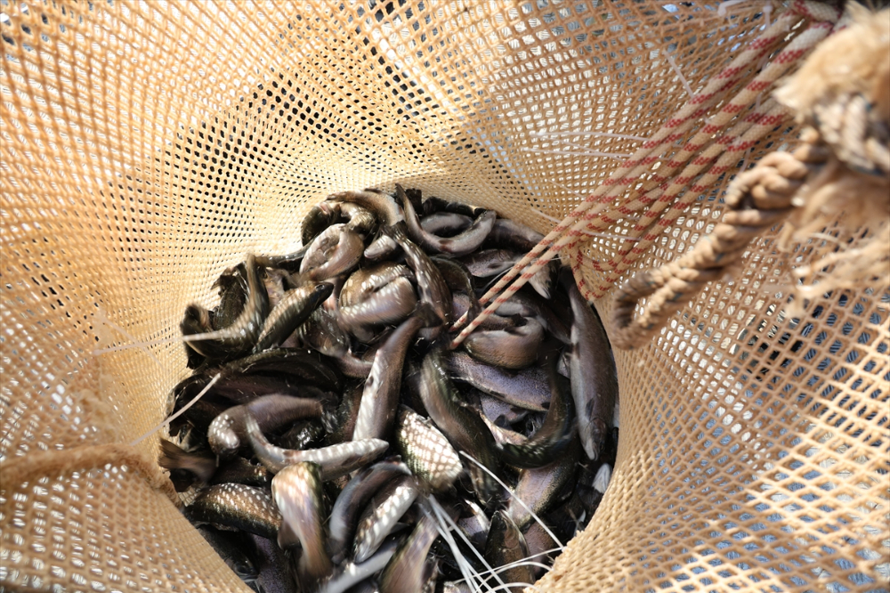 Deriner Barajı'nda yılda 1,4 milyar liralık su ürünleri üretimi hedefleniyor |Balık Haber - Balık TV