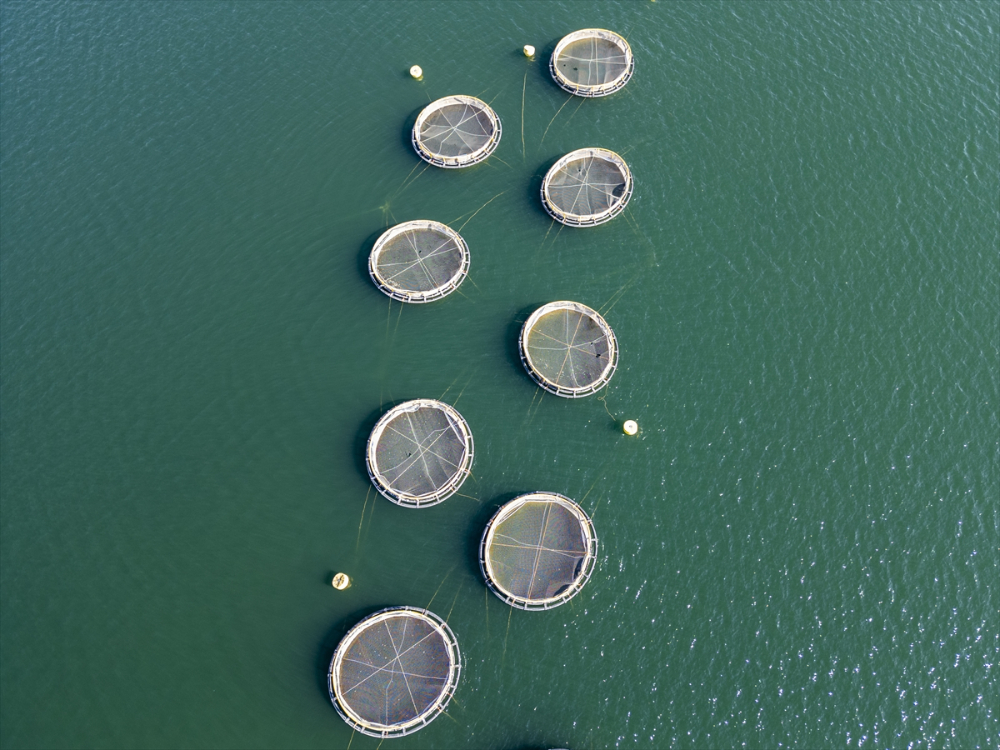 Duhok'taki Irak'ın en büyük balık tesisinde yıllık 1000 ton balık eti üretiliyor |Balık Haber - Balık TV