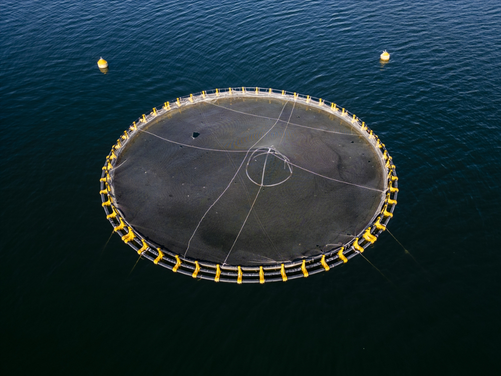 Duhok'taki Irak'ın en büyük balık tesisinde yıllık 1000 ton balık eti üretiliyor |Balık Haber - Balık TV