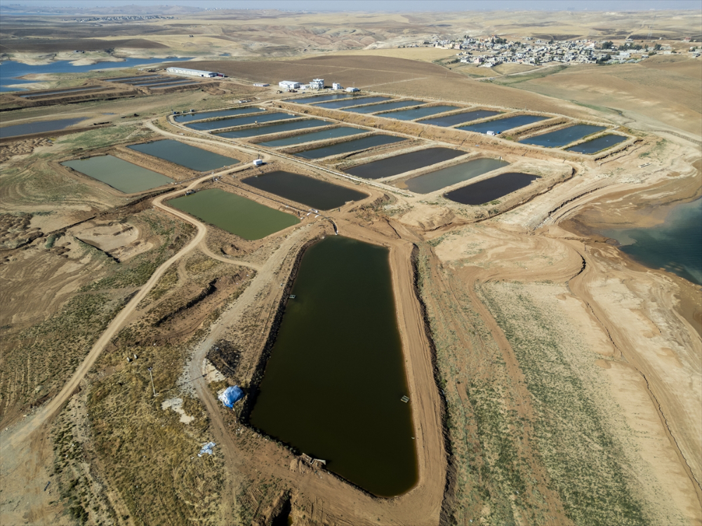 Duhok'taki Irak'ın en büyük balık tesisinde yıllık 1000 ton balık eti üretiliyor |Balık Haber - Balık TV