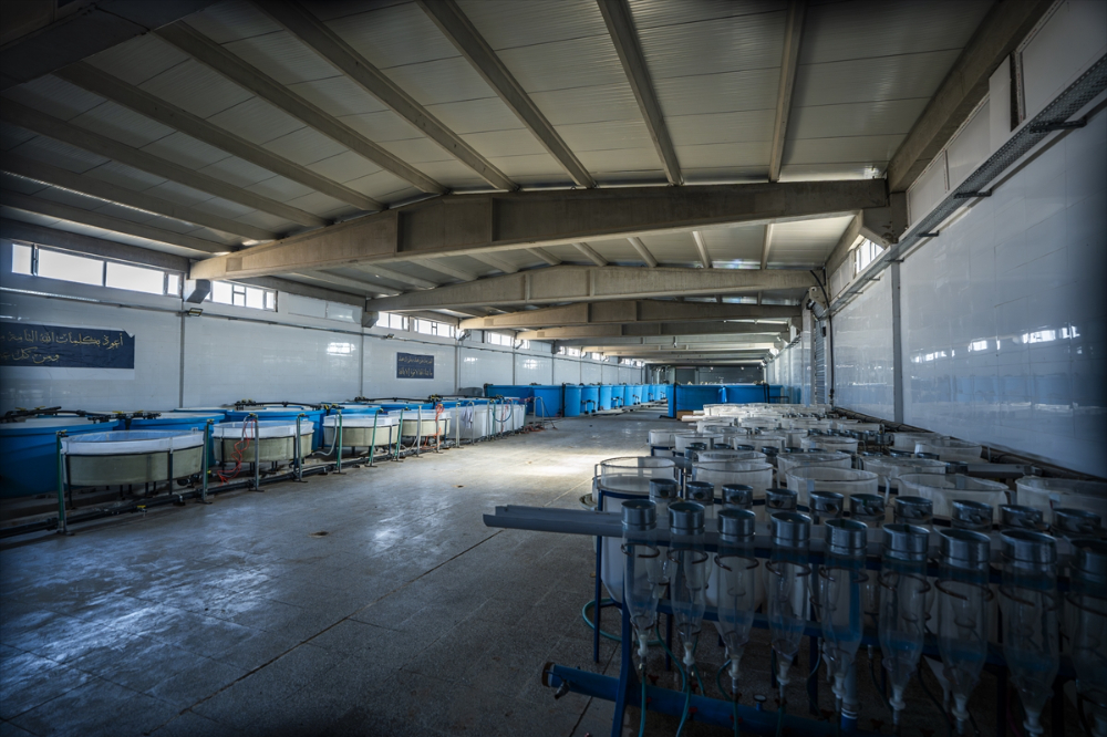 Duhok'taki Irak'ın en büyük balık tesisinde yıllık 1000 ton balık eti üretiliyor |Balık Haber - Balık TV