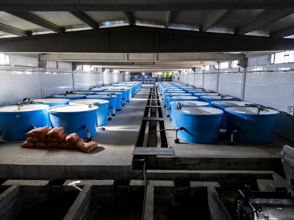 Duhok'taki Irak'ın en büyük balık tesisinde yıllık 1000 ton balık eti üretiliyor |Balık Haber - Balık TV