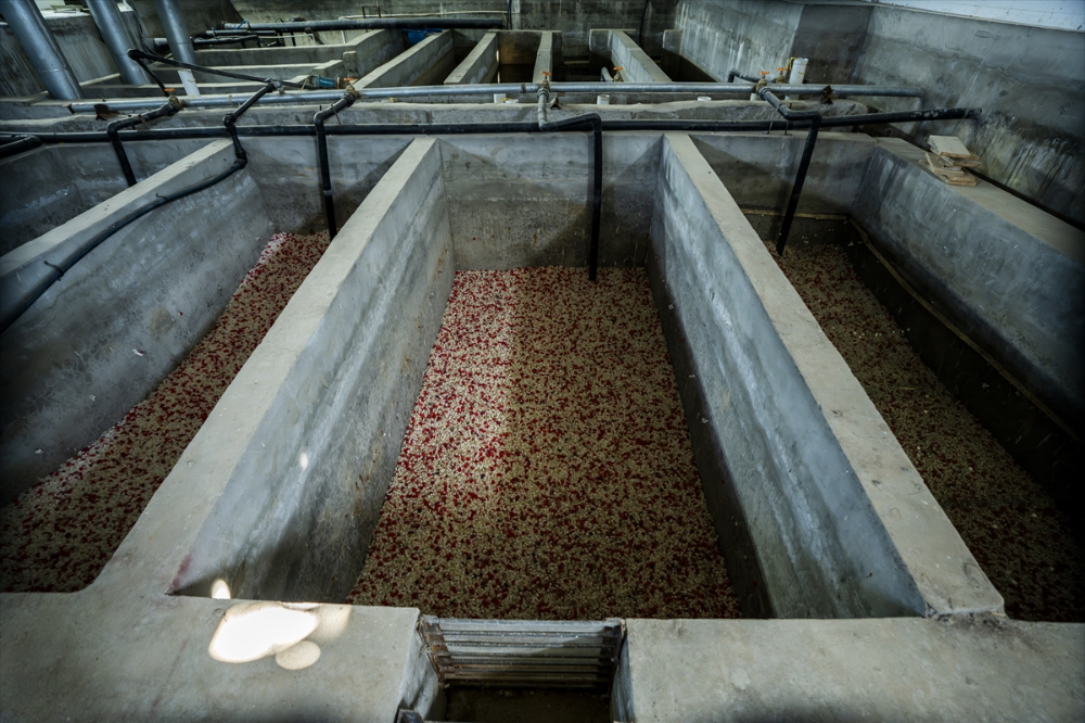 Duhok'taki Irak'ın en büyük balık tesisinde yıllık 1000 ton balık eti üretiliyor |Balık Haber - Balık TV