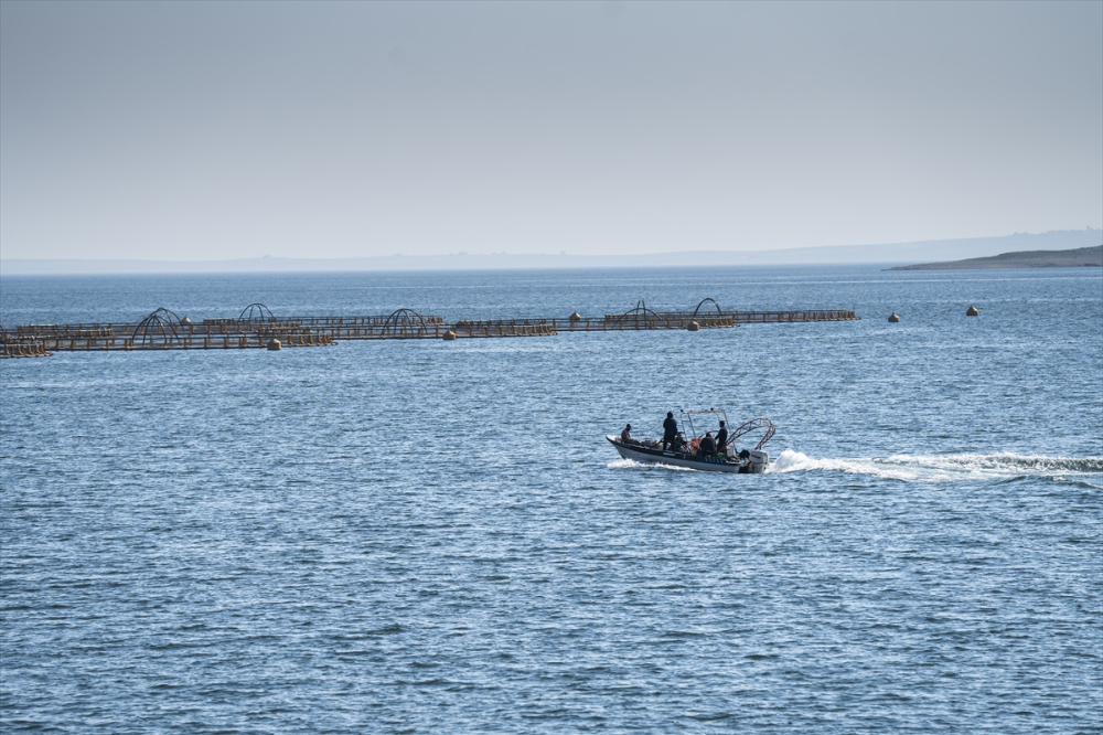 Duhok'taki Irak'ın en büyük balık tesisinde yıllık 1000 ton balık eti üretiliyor |Balık Haber - Balık TV