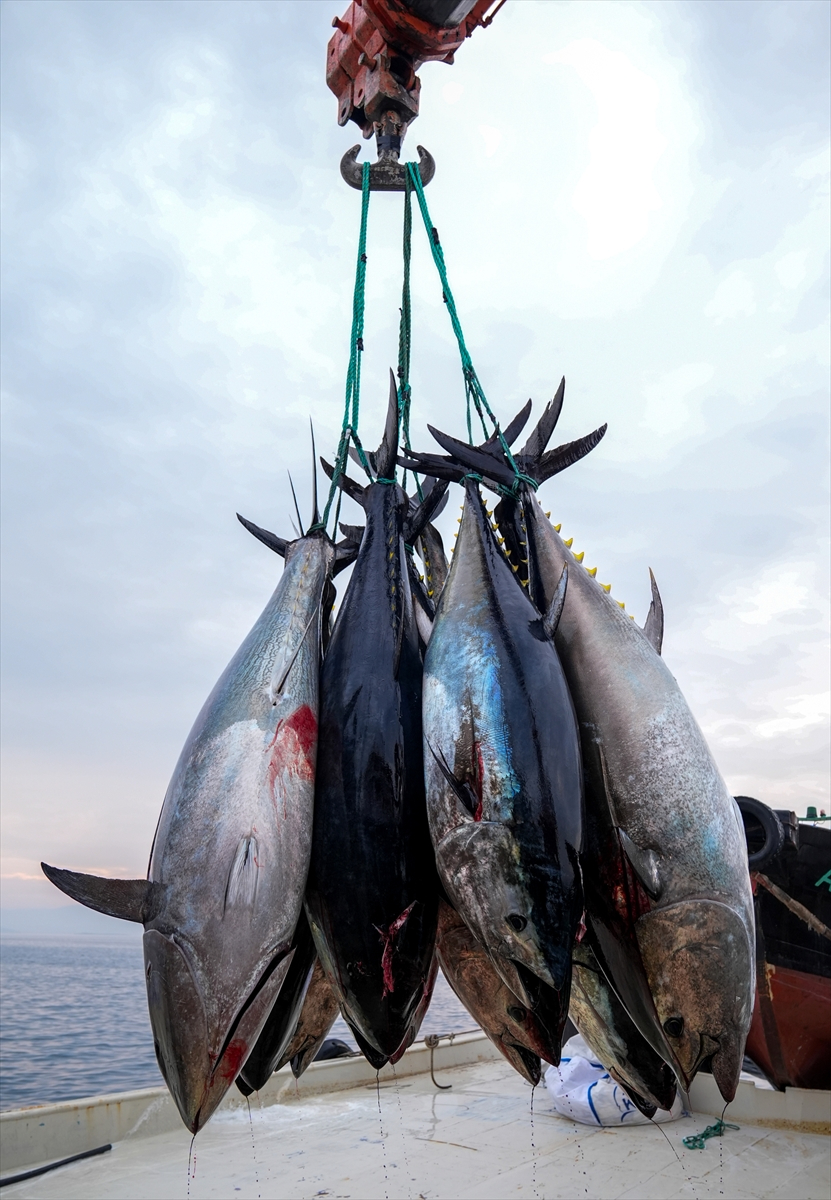 Ege'deki orkinos yetiştiricileri bu sezon ihracat gelirinde artış bekliyor |Balık Haber - Balık TV