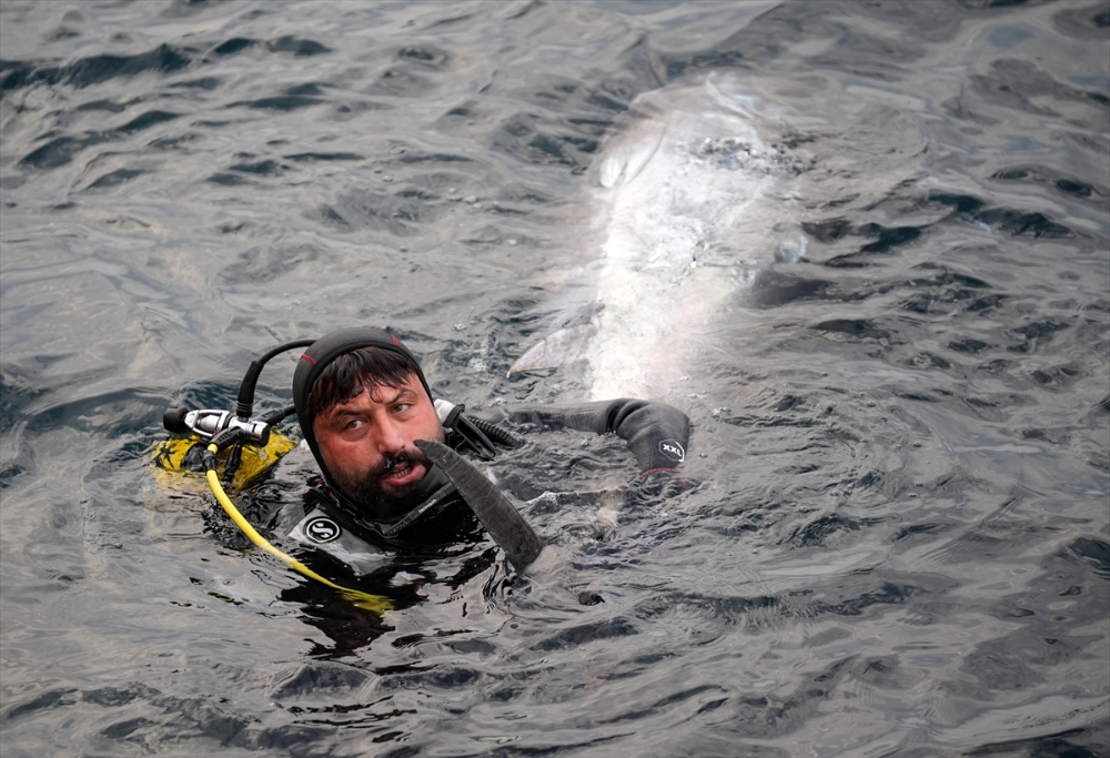 Ege'deki orkinos yetiştiricileri bu sezon ihracat gelirinde artış bekliyor |Balık Haber - Balık TV