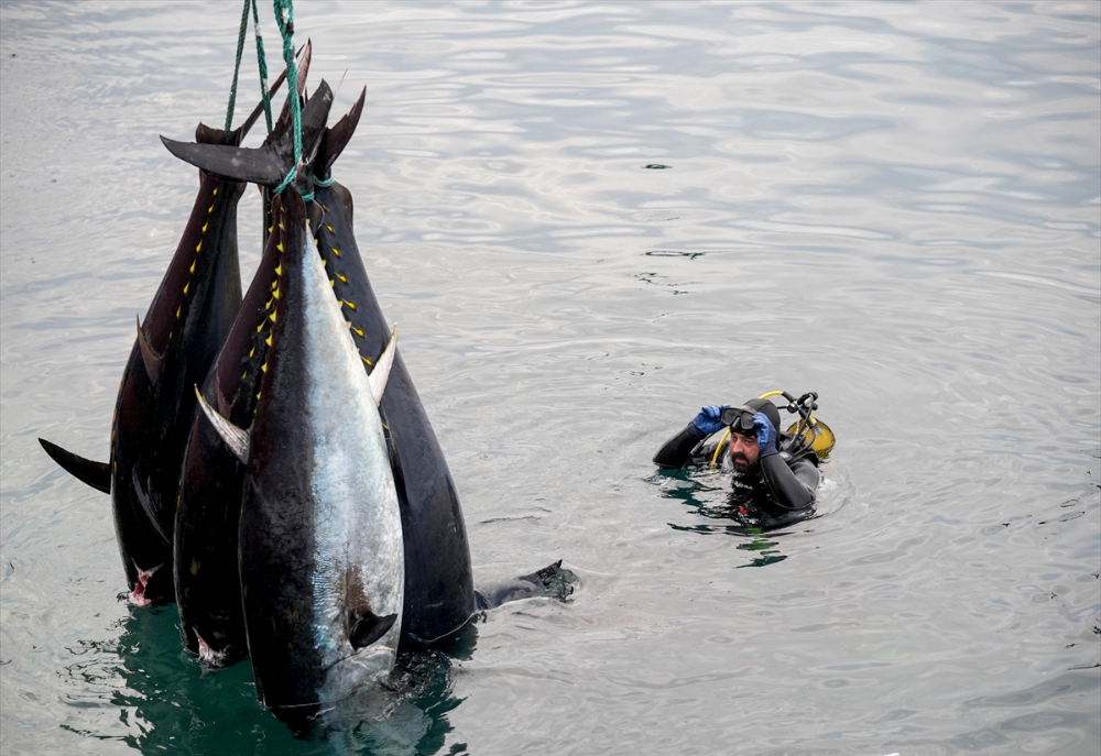 Ege'deki orkinos yetiştiricileri bu sezon ihracat gelirinde artış bekliyor |Balık Haber - Balık TV
