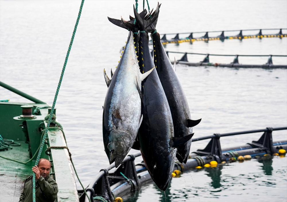 Ege'deki orkinos yetiştiricileri bu sezon ihracat gelirinde artış bekliyor |Balık Haber - Balık TV
