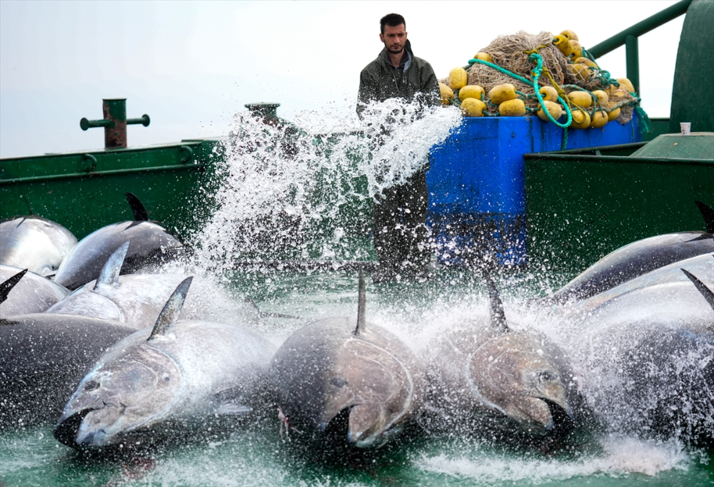 Ege'deki orkinos yetiştiricileri bu sezon ihracat gelirinde artış bekliyor |Balık Haber - Balık TV