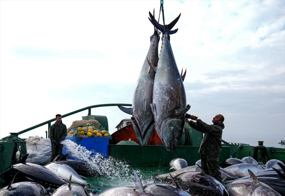 Ege'deki orkinos yetiştiricileri bu sezon ihracat gelirinde artış bekliyor |Balık Haber - Balık TV