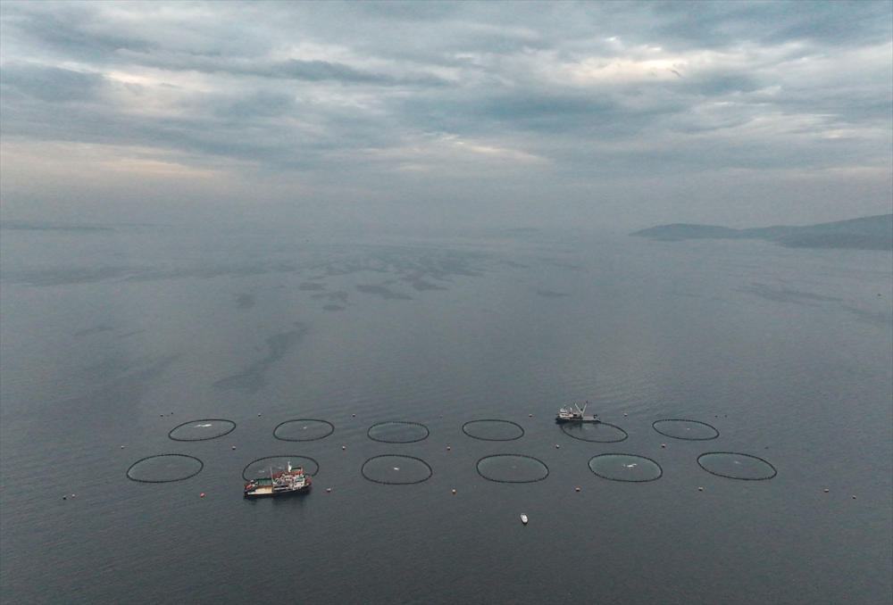 Ege'deki orkinos yetiştiricileri bu sezon ihracat gelirinde artış bekliyor |Balık Haber - Balık TV