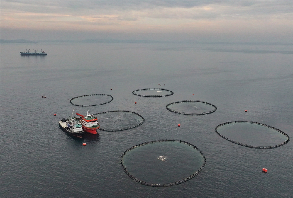Ege'deki orkinos yetiştiricileri bu sezon ihracat gelirinde artış bekliyor |Balık Haber - Balık TV