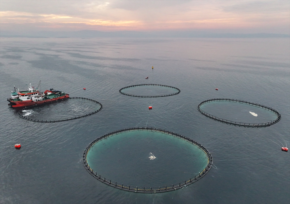 Ege'deki orkinos yetiştiricileri bu sezon ihracat gelirinde artış bekliyor |Balık Haber - Balık TV