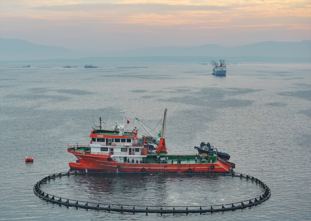 Ege'deki orkinos yetiştiricileri bu sezon ihracat gelirinde artış bekliyor |Balık Haber - Balık TV