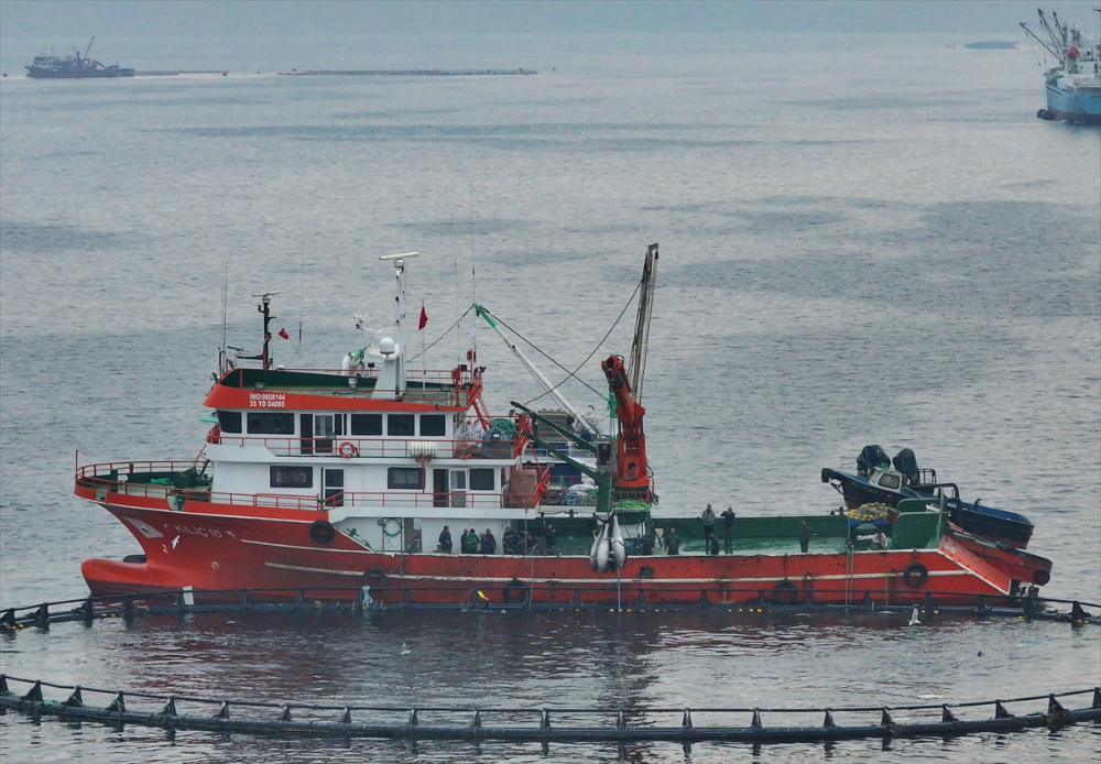 Ege'deki orkinos yetiştiricileri bu sezon ihracat gelirinde artış bekliyor |Balık Haber - Balık TV