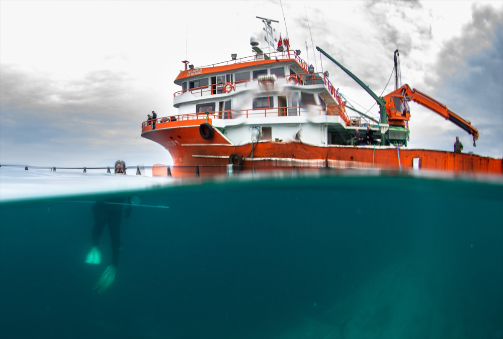 Ege'deki orkinos yetiştiricileri bu sezon ihracat gelirinde artış bekliyor |Balık Haber - Balık TV