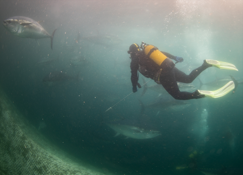 Ege'deki orkinos yetiştiricileri bu sezon ihracat gelirinde artış bekliyor |Balık Haber - Balık TV