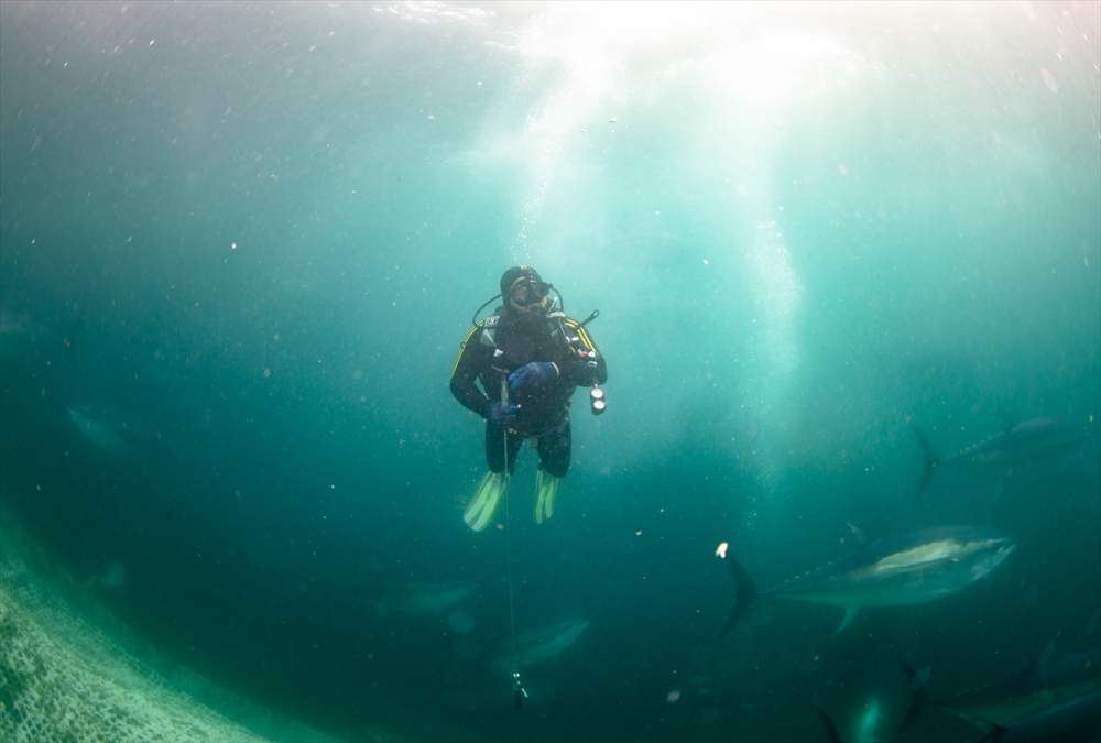 Ege'deki orkinos yetiştiricileri bu sezon ihracat gelirinde artış bekliyor |Balık Haber - Balık TV