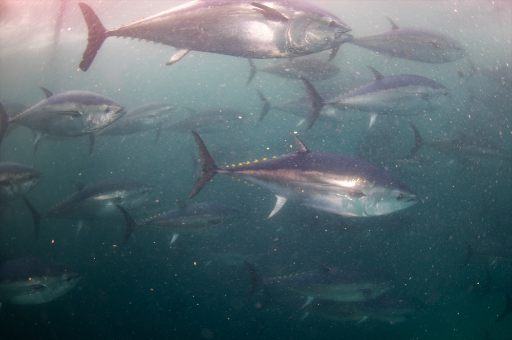 Ege'deki orkinos yetiştiricileri bu sezon ihracat gelirinde artış bekliyor |Balık Haber - Balık TV
