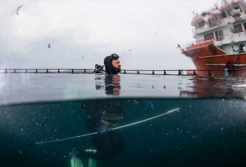 Ege'deki orkinos yetiştiricileri bu sezon ihracat gelirinde artış bekliyor |Balık Haber - Balık TV