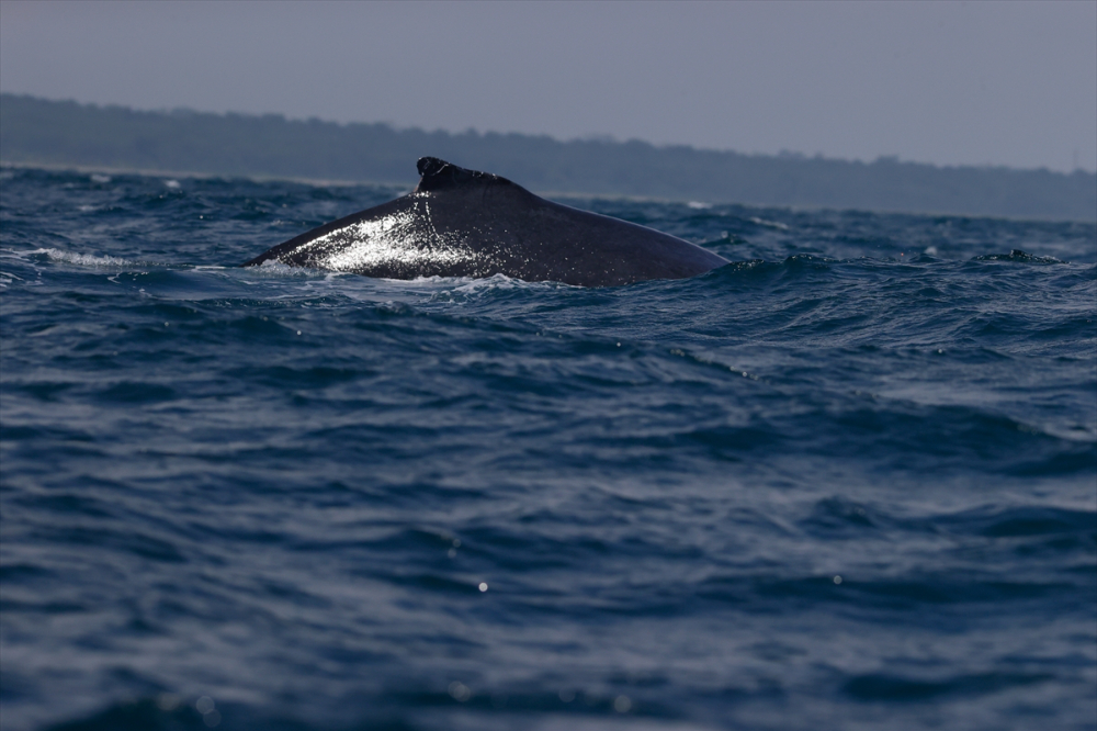 Kolombiya'nın zengin balıkçılık gelenekleriyle tanınan liman kenti Tumaco'da günlük yaşam