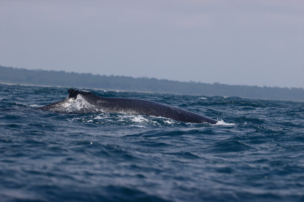 Kolombiya'nın zengin balıkçılık gelenekleriyle tanınan liman kenti Tumaco'da günlük yaşam