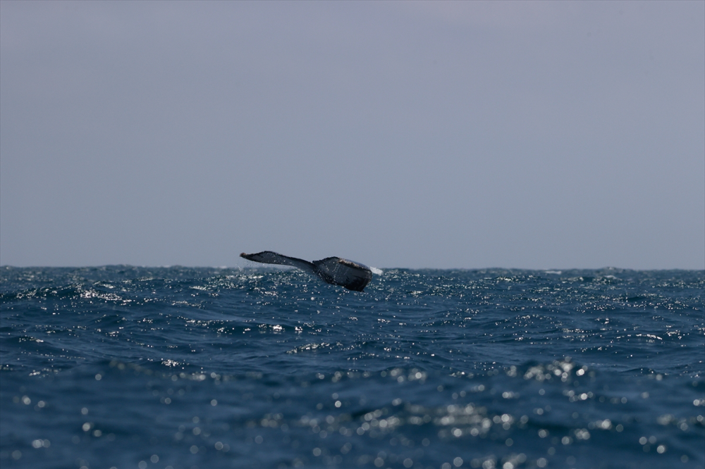 Kolombiya'nın zengin balıkçılık gelenekleriyle tanınan liman kenti Tumaco'da günlük yaşam