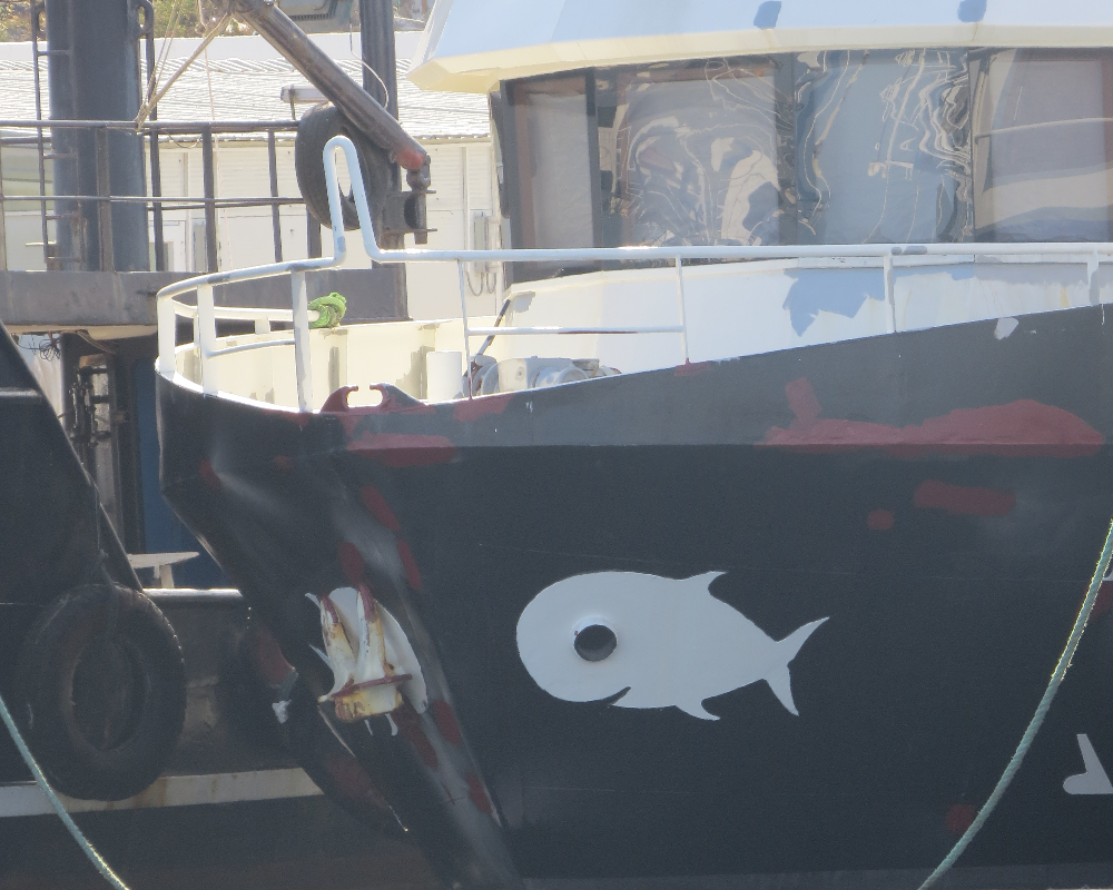 Rumelifeneri Balıkçılık Sezon Hazırlıkları 5 Temmuz 2025