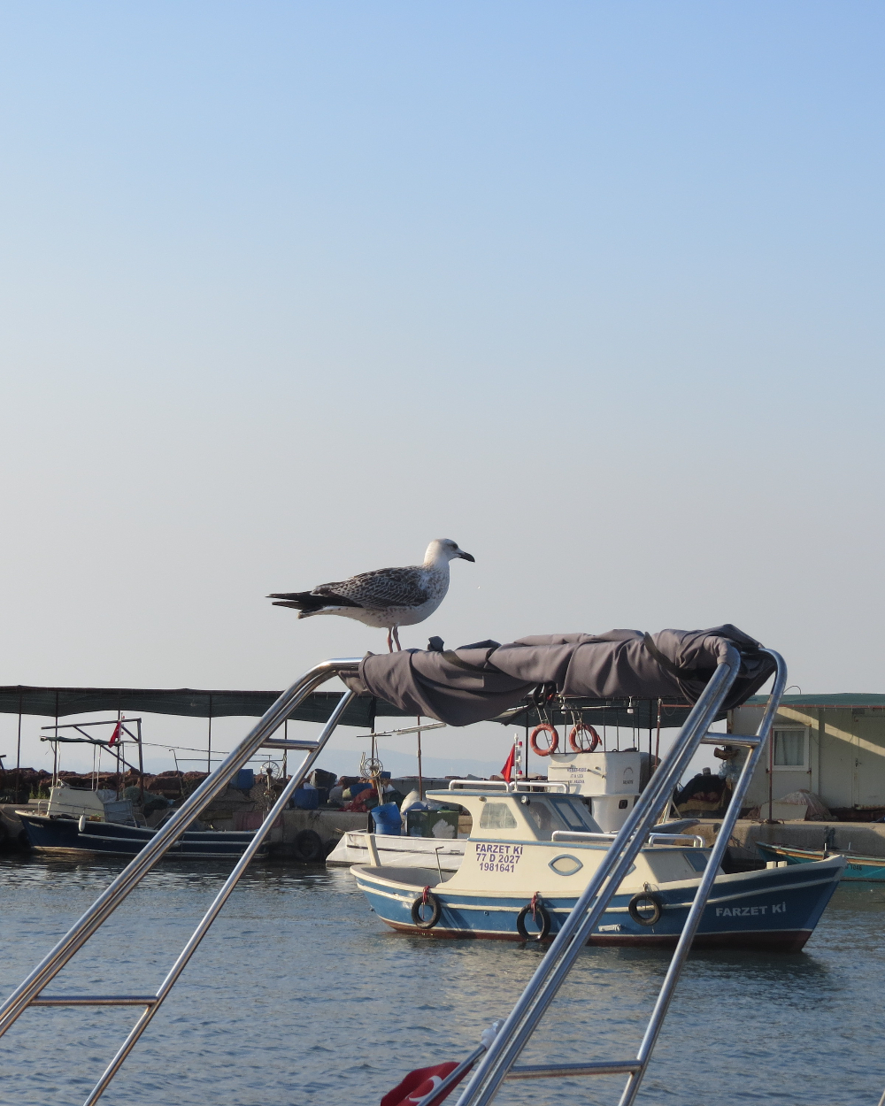 Yalova Koruköy'de Bir Balıkçı Ailesi 15 Temmuz 2025