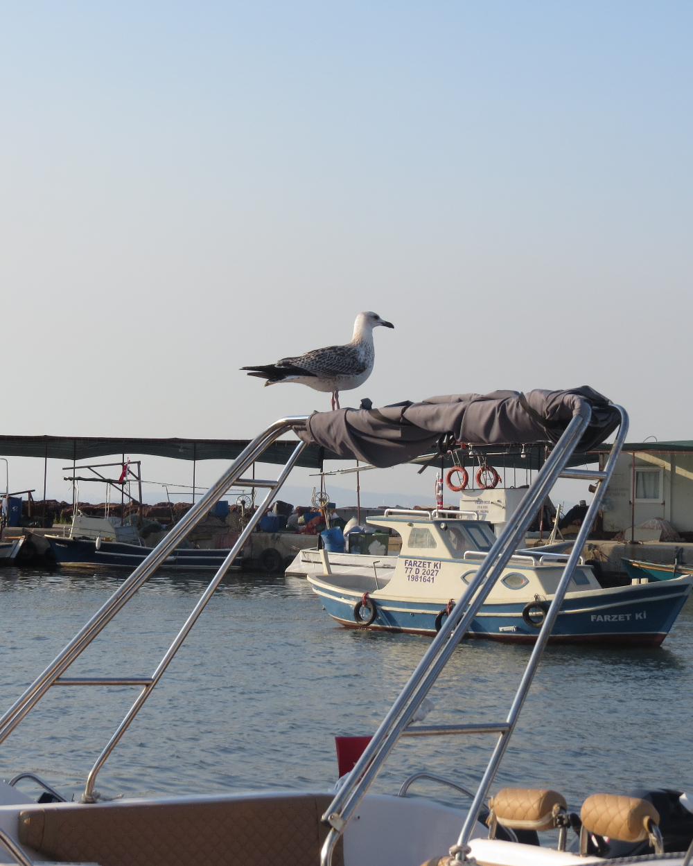 Yalova Koruköy'de Bir Balıkçı Ailesi 15 Temmuz 2025