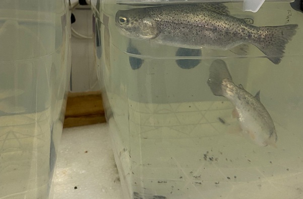 Yapay zeka sıcaklık kontrolü ile balık yetiştiriciliğini iyileştiriyor