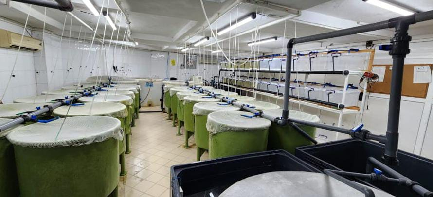 Yapay zeka sıcaklık kontrolü ile balık yetiştiriciliğini iyileştiriyor