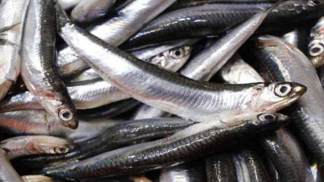 Hamsi, D Vitamini ihtiyacını karşılıyor