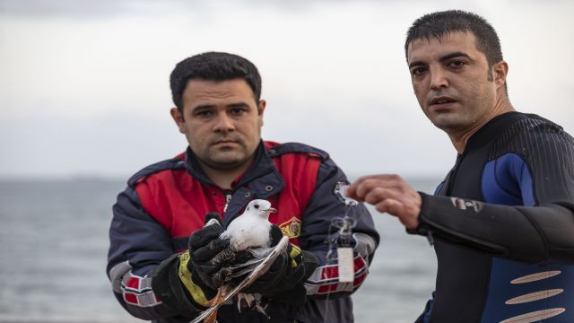 Dalgıç itfaiyeciler önce martıyı ardından da mahsur kalan tekneyi kurtardı