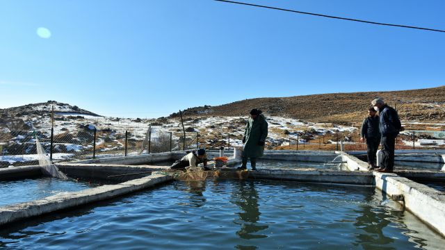 Muş'ta 2 bin 100 rakımlı dağın eteğine kurulan tesiste somon balığı sağımı
