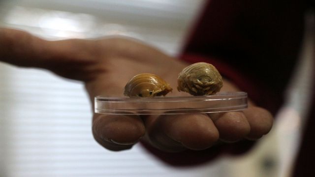 Türkiye sularında 24 çeşit balık paraziti tespit edildi; çiftlik balıklarını boğarak öldürüyorlar