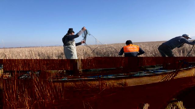 Ulubat gölünde pinter ile avlanılan 500 kilo balık ve 27 kaplumbağa doğaya bırakıldı