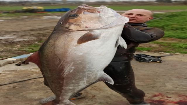 Zıpkınla 'Akdeniz'in Kuzusu' Akya balığı avladı
