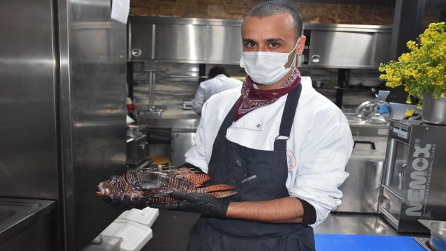 Aslan balığı restoranların menüsünde yer aldı