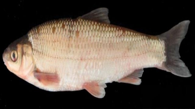 İzmir'deki Tahtalı Baraj Gölü'nde yeni bir balık türü keşfedildi