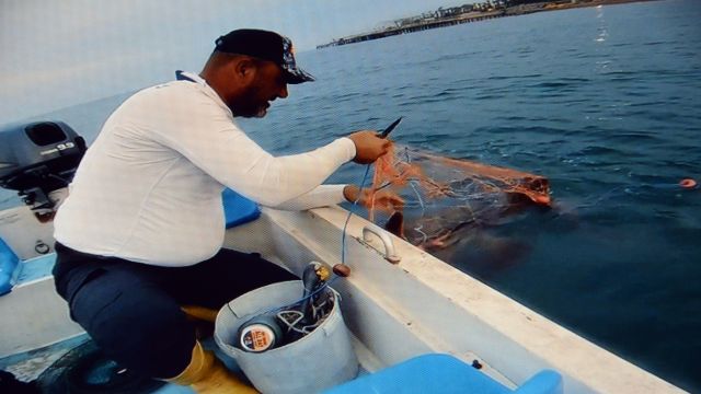 Ağa takılan caretta carettayı kurtardı