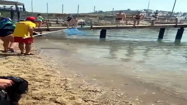 Balon balıkları, Alanya'da sahil kıyısında görüntülendi