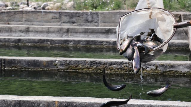 Denizi olmayan kentte, yılda 1800 ton alabalık üretiliyor