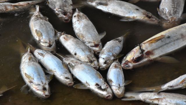 Kızılırmak'taki balık ölümlerinin nedeni, oksijen azlığı