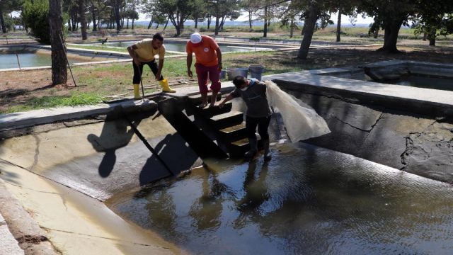 Edirne'de üretilen 5 milyon pullu sazan göletlerde yetiştirilmek üzere 13 ile gönderildi