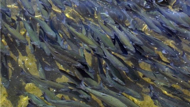 Muş'taki alabalık tesisinde 4 milyon yavru üretimi gerçekleştirildi