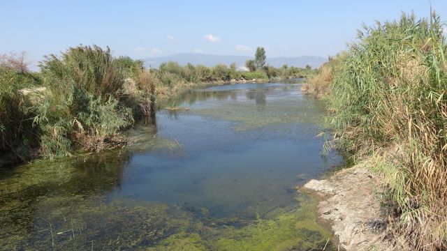 Büyük Menderes'in eski yatağındaki balık ölümlerinin nedeni fazla tuz çıktı