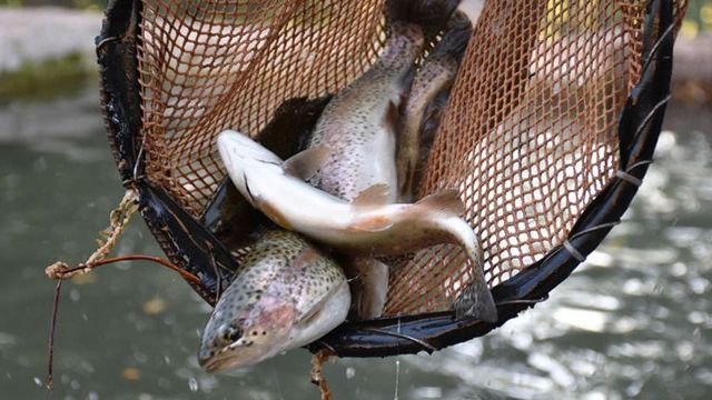 Doğal alabalık av yasağı başladı