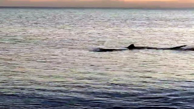 Muğla'da kıyıya 3 metre mesafede köpek balıkları görüntülendi