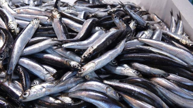 Samsun'da hamsinin kilosu 20 liradan satılıyor